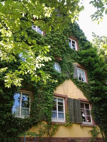 מלון מילטנברג Gastehaus Zum Alten Schulhaus חדר תמונה